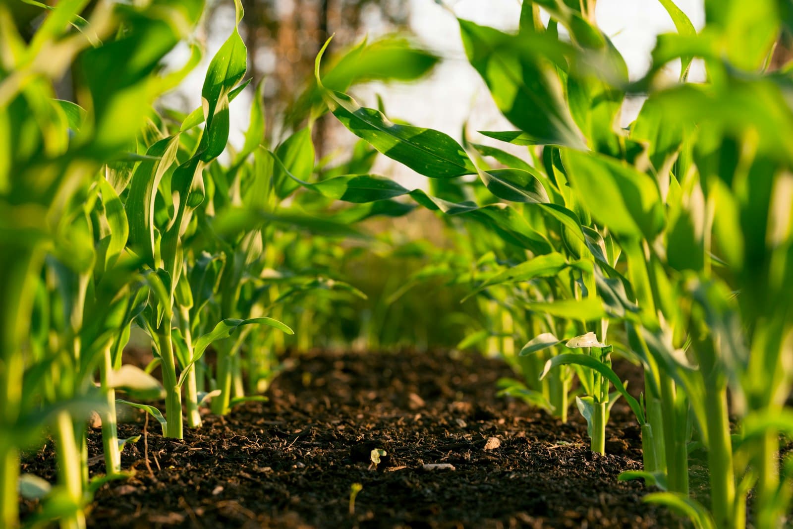 Young vegetable seedlings